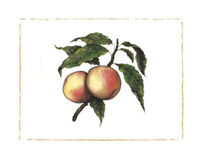 Moorpark Apricot Print Moorpark Apricot Print