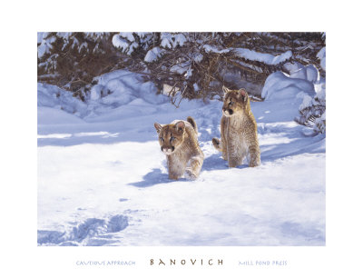 Cautious Approach Print Cautious Approach Print