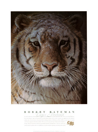 Tiger Portrait Print Tiger Portrait Print