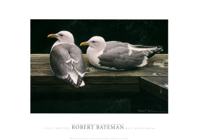 Gulls Resting Print Gulls Resting Print