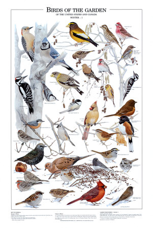 Birds of the Garden Winter I Print Birds of the Garden Winter I Print