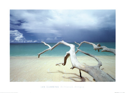 Driftwood, Antigua Print by