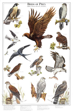 Birds of Prey II Print at Art.com