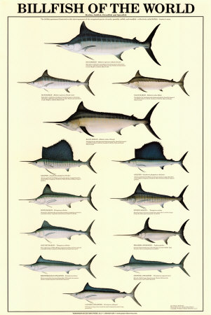 Billfish of the World Print Billfish of the World Print