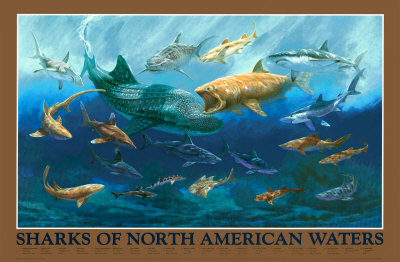 Sharks of NA Waters Print Sharks of NA Waters Print