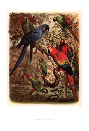 Tropical Birds III Print Tropical Birds III Print