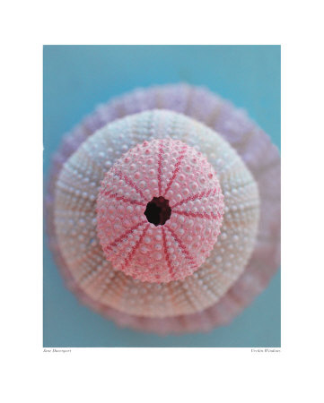 Urchin Windows Print Urchin Windows Print