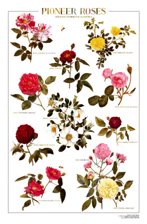 Pioneer Roses Print Pioneer Roses Print