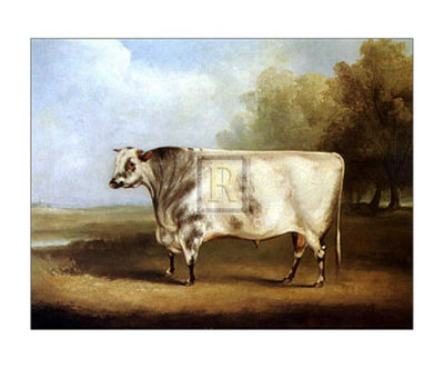 Prize Bull Print Prize Bull Print