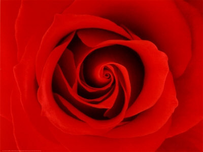 La Rose Print La Rose Print