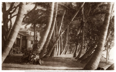 Coconut Lane, Waikiki, Hawaii, 1916 Print Coconut Lane, Waikiki, Hawaii, 1916 Print