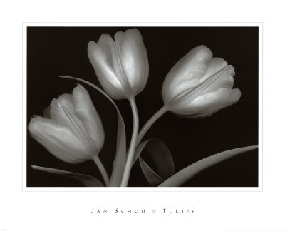 Tulips Print Tulips Print