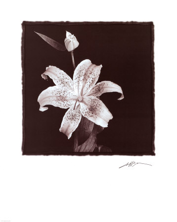 Tiger Lily Print Tiger Lily Print