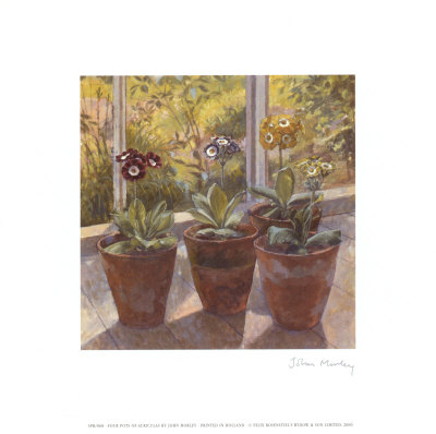 Four Pots of Auriculas Print Four Pots of Auriculas Print