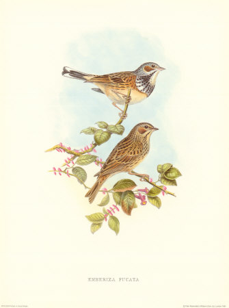 Emberiza Fucata Print Emberiza Fucata Print