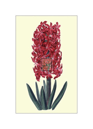 Cochineal Hyancith Print Cochineal Hyancith Print
