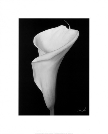 Arum Lily III Print Arum Lily III Print
