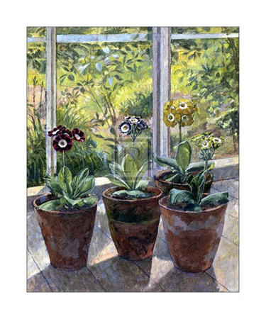 Four Pots of Auriculas Print Four Pots of Auriculas Print