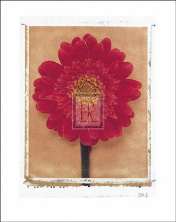 Gerbera Print Gerbera Print