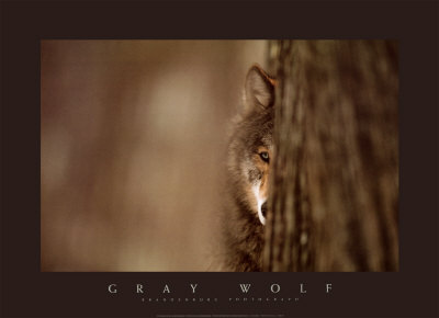 Gray Wolf Print Gray Wolf Print