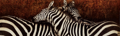 Two Zebras Print Two Zebras Print