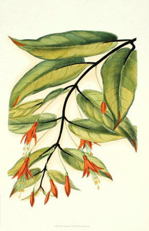 Fiery Foliage II Print Fiery Foliage II Print