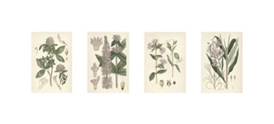 Pink Botanical Giclee Print Pink Botanical Giclee Print