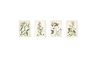 Coral Botanicals Giclee Print Coral Botanicals Giclee Print