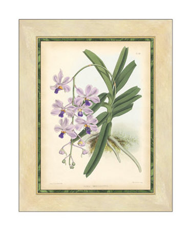 Fitch Orchid V Print Fitch Orchid V Print