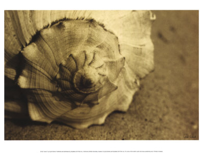 Conch Print Conch Print