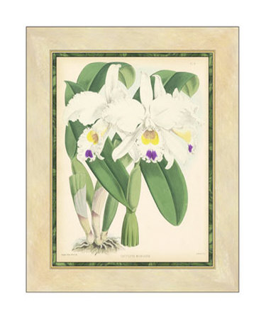Fitch Orchid III Print Fitch Orchid III Print