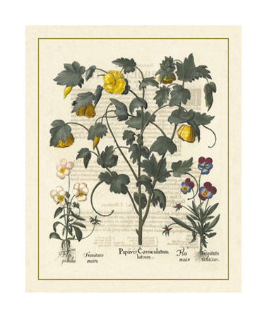 Besler Floral VI Print Besler Floral VI Print