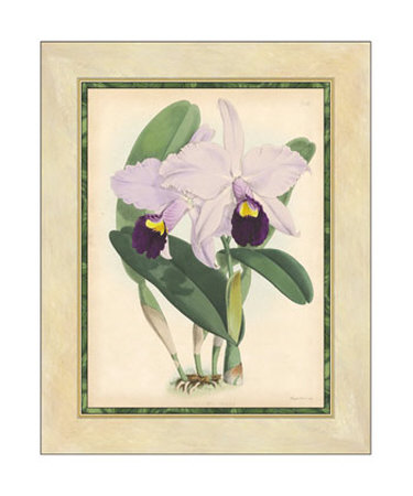 Fitch Orchid IV Print Fitch Orchid IV Print