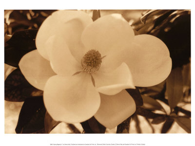 Spring Magnolia II Print Spring Magnolia II Print