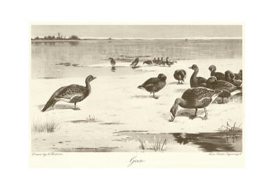 Geese Print Geese Print