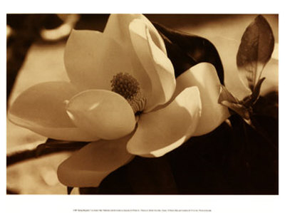 Spring Magnolia I Print Spring Magnolia I Print