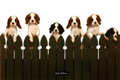 Curious Puppies Poster Curious Puppies Poster