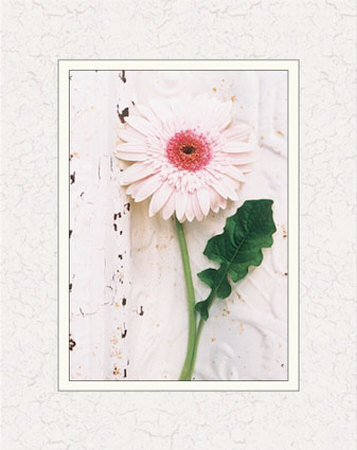 Antique Gerbera Matted Print Antique Gerbera Matted Print
