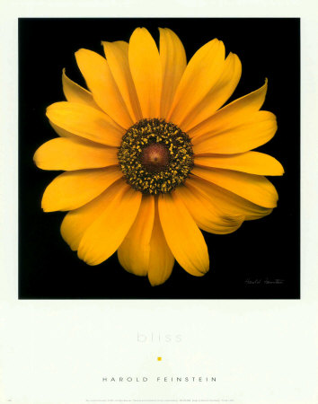 Bliss Print Bliss Print