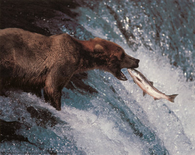 Bear and Fish Print Bear and Fish Print
