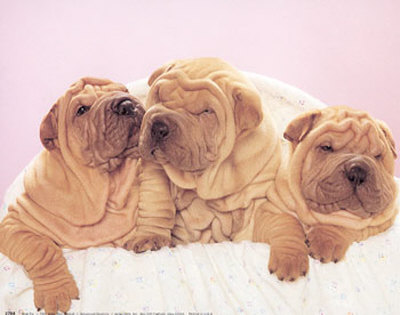 Shar-pei Print Shar-pei Print