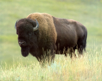 Buffalo Print Buffalo Print