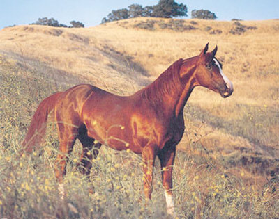 horse pictures to print. Brown Horse in Field Print