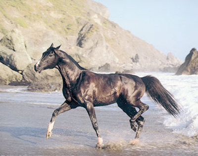 Black Horse and Beach Print Black Horse and Beach Print