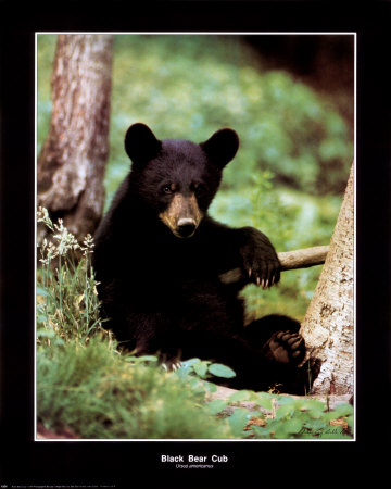Black Bear Cub Print Black Bear Cub Print