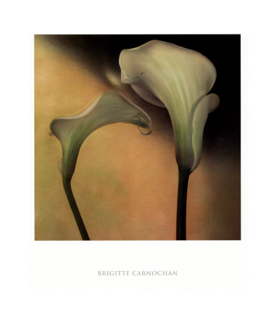 Calla Lily III Print Calla Lily III Print