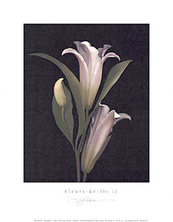 Fleurs-de-Lis II Print Fleurs-de-Lis II Print