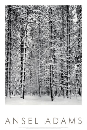 Pine Forest in Snow, Yosemite National Park, 1932 Print Pine Forest in Snow, Yosemite National Park, 1932 Print