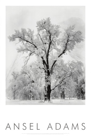 Oak Tree, Snowstorm, Yosemite National Park, 1948 Print Oak Tree, Snowstorm, Yosemite National Park, 1948 Print