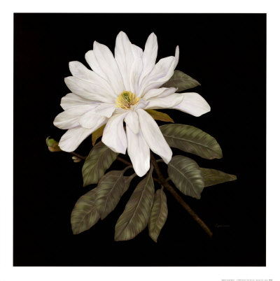 Serenity Print Serenity Print